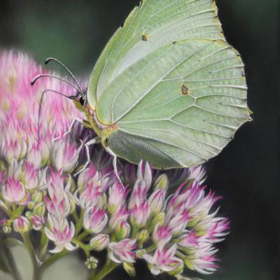 Pastel de Fabrice LEDUC
