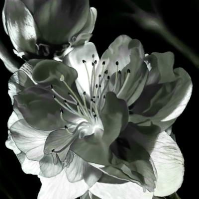 Pastel de Philippe CLEREMPUY