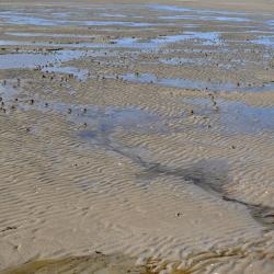 Image de : Stage dans la baie du Mont St Michel - 